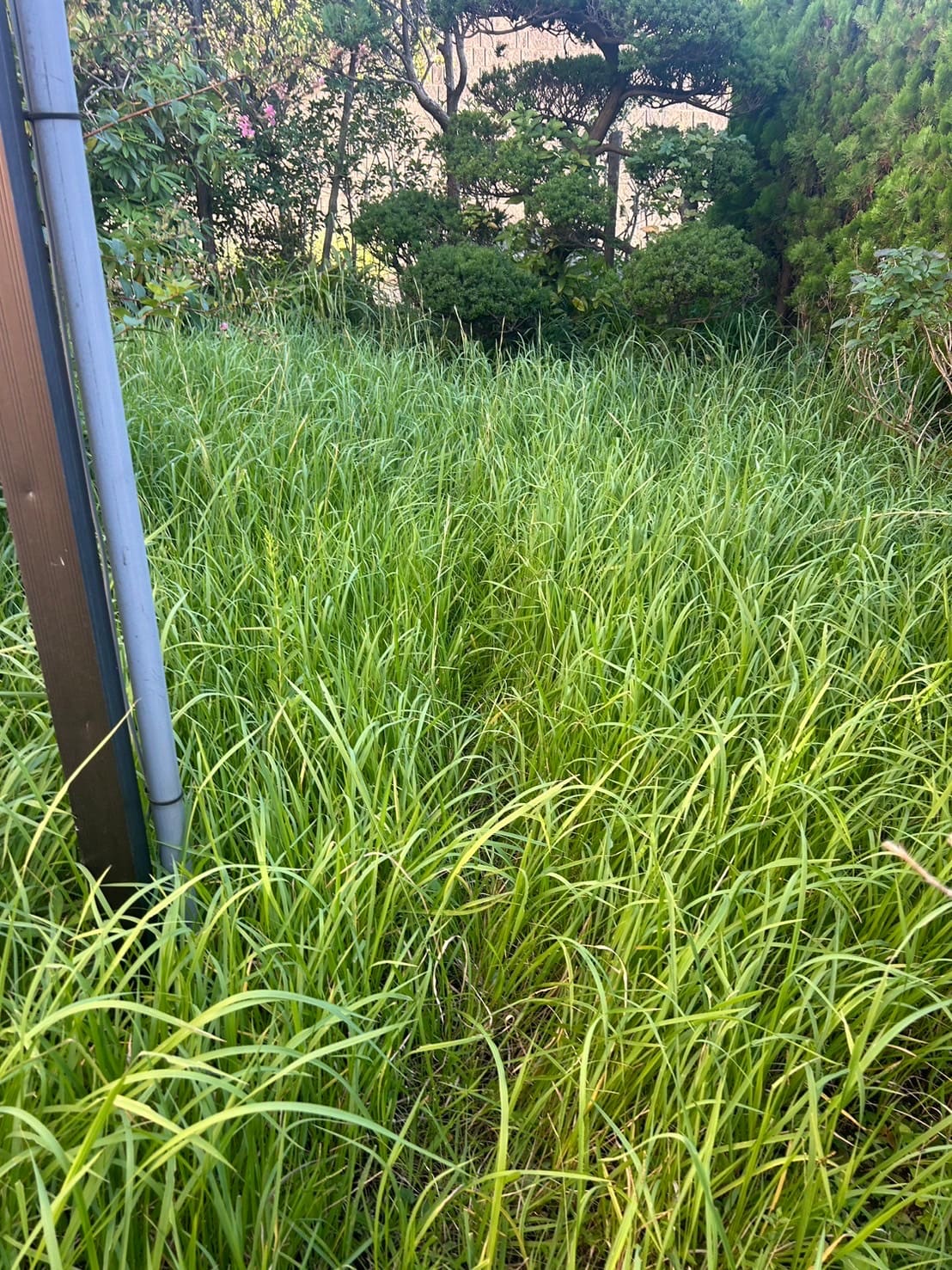 横浜市草むしり実績|小高屋(コダカヤ)